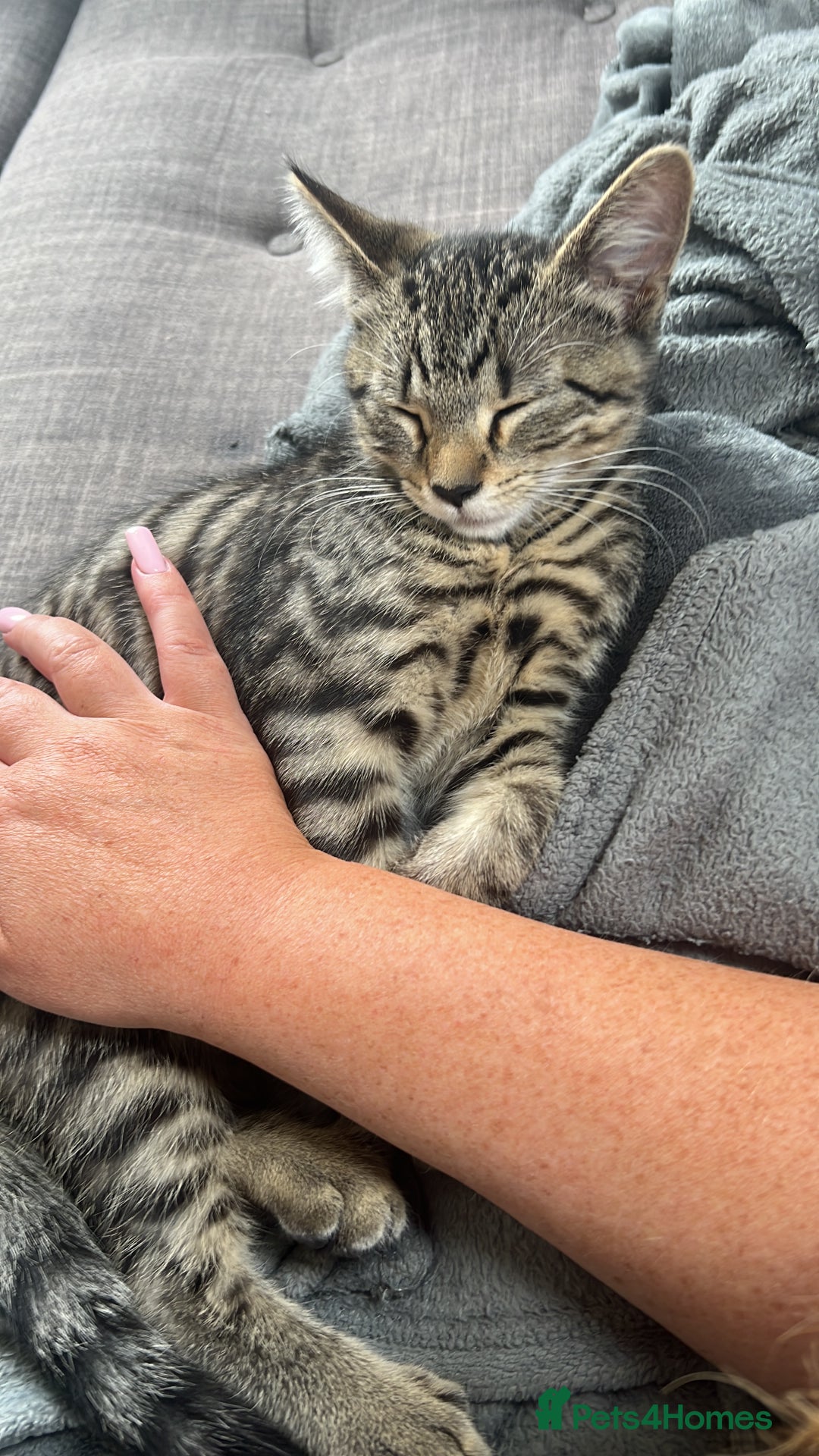 Mixed Breed cats for sale: Two boys 5 months FREE TO GOOD HOME - Image 2