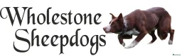 Border Collie dogs for sale: ISDS DNA Border Collie pups  - Advert 8