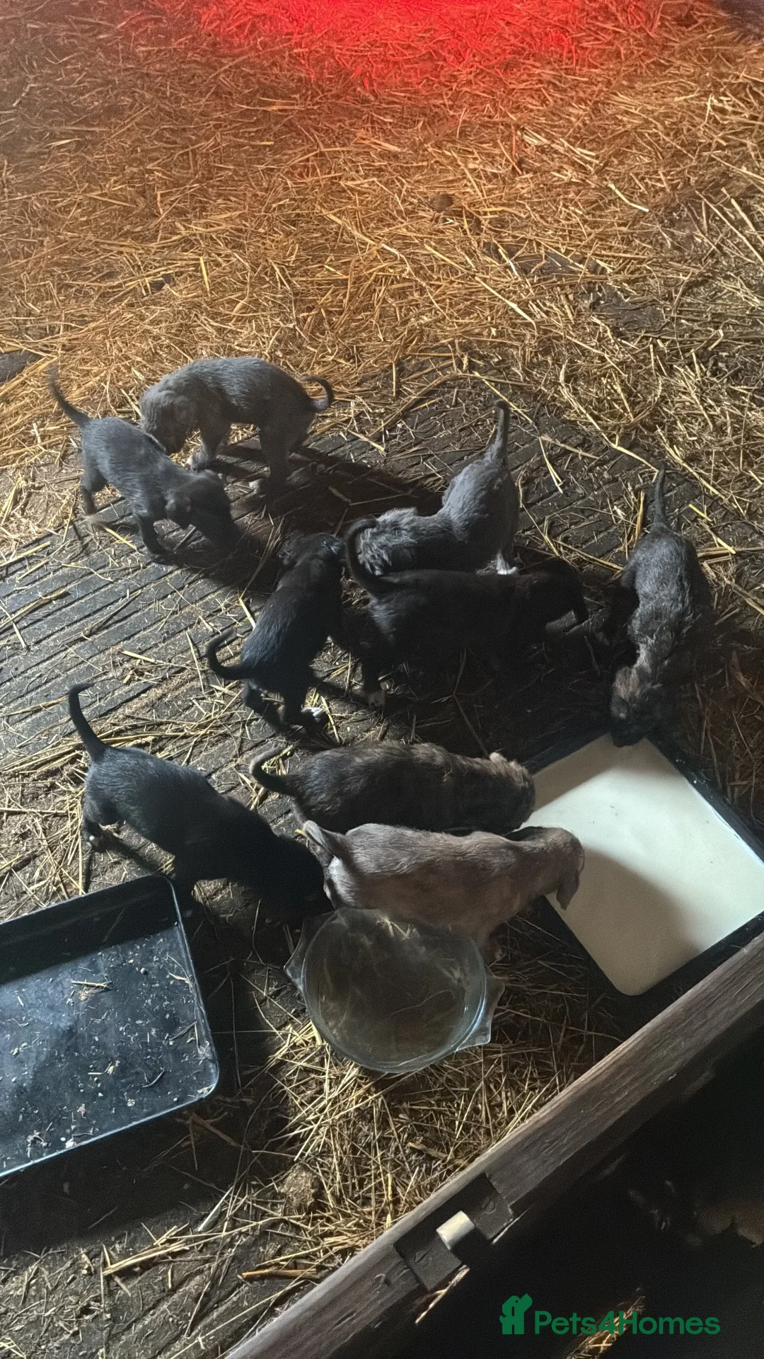 Mixed Breed dogs for sale: Bedlington whippet mix - Advert 7
