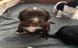 Cocker Spaniel dogs for sale: KC Registered Working Cocker Spaniel puppies - Image 16