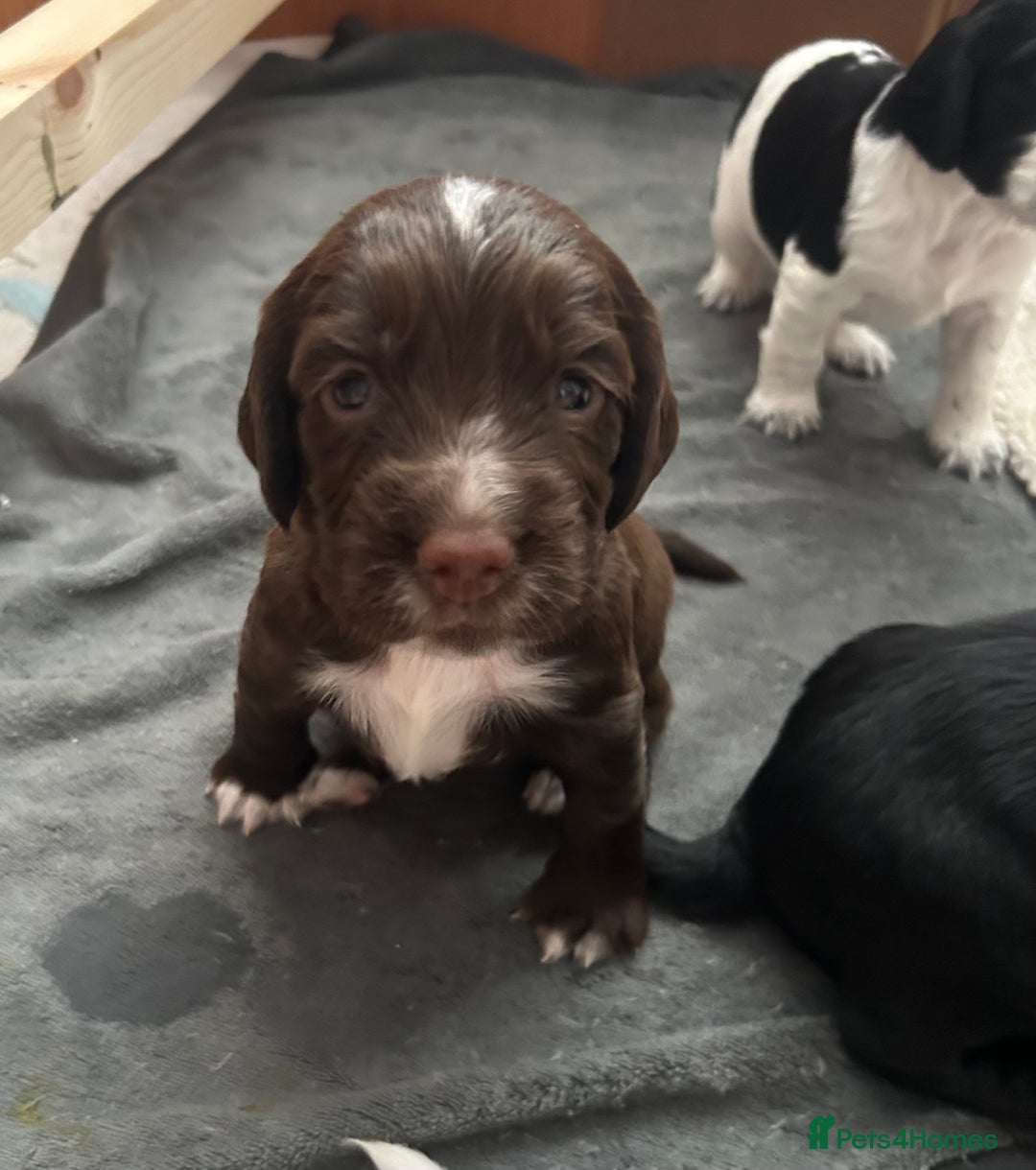 Cocker Spaniel dogs for sale: KC Registered Working Cocker Spaniel puppies - Image 16