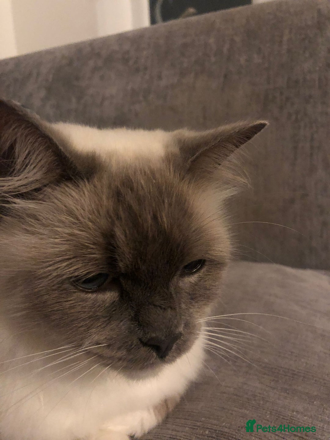 Ragdoll cats for sale: 2 x GCCF Registered Ragdolls for Sale - Image 14
