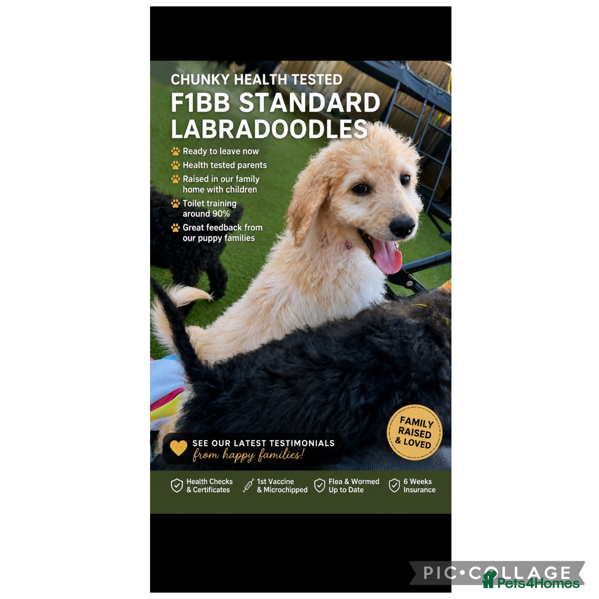 Labradoodle dogs Chunky health tested f1bb standard labradoodles  - Advert 1