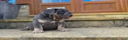 English Bulldog dogs for sale: English bulldogs blue tan fully suited boy & girl - Advert 23