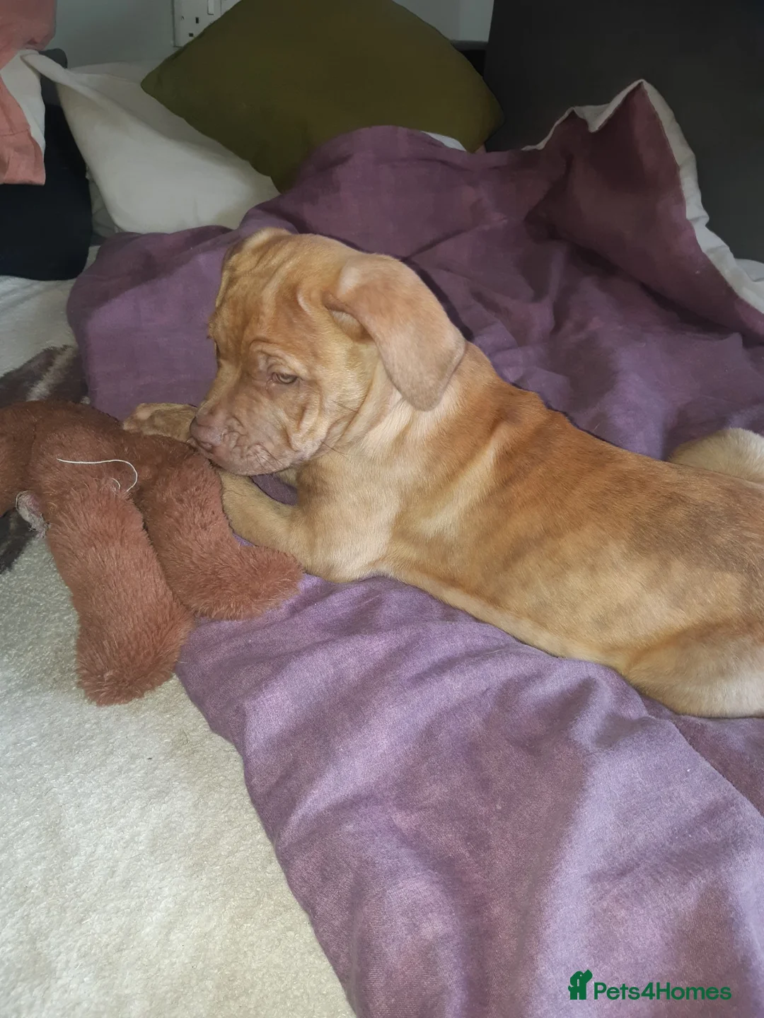 Mixed Breed dogs for stud: he is a sweet little puppy is wery lov  - Advert 2