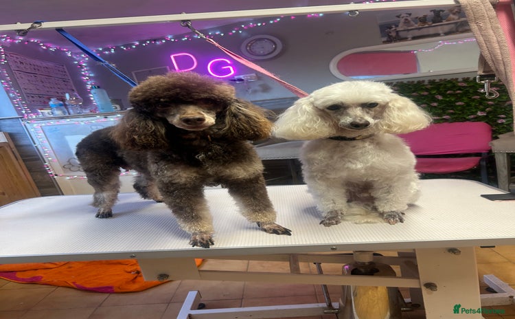 Miniature Poodle dogs - Advert 6
