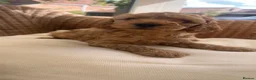 Cockapoo dogs for sale: Outstanding cockapoo puppies  - Advert 34