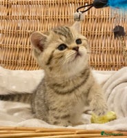British Shorthair cats - Advert 10