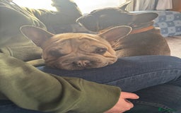 French Bulldog dogs for sale: 2 French Bulldogs (brothers) - Image 4