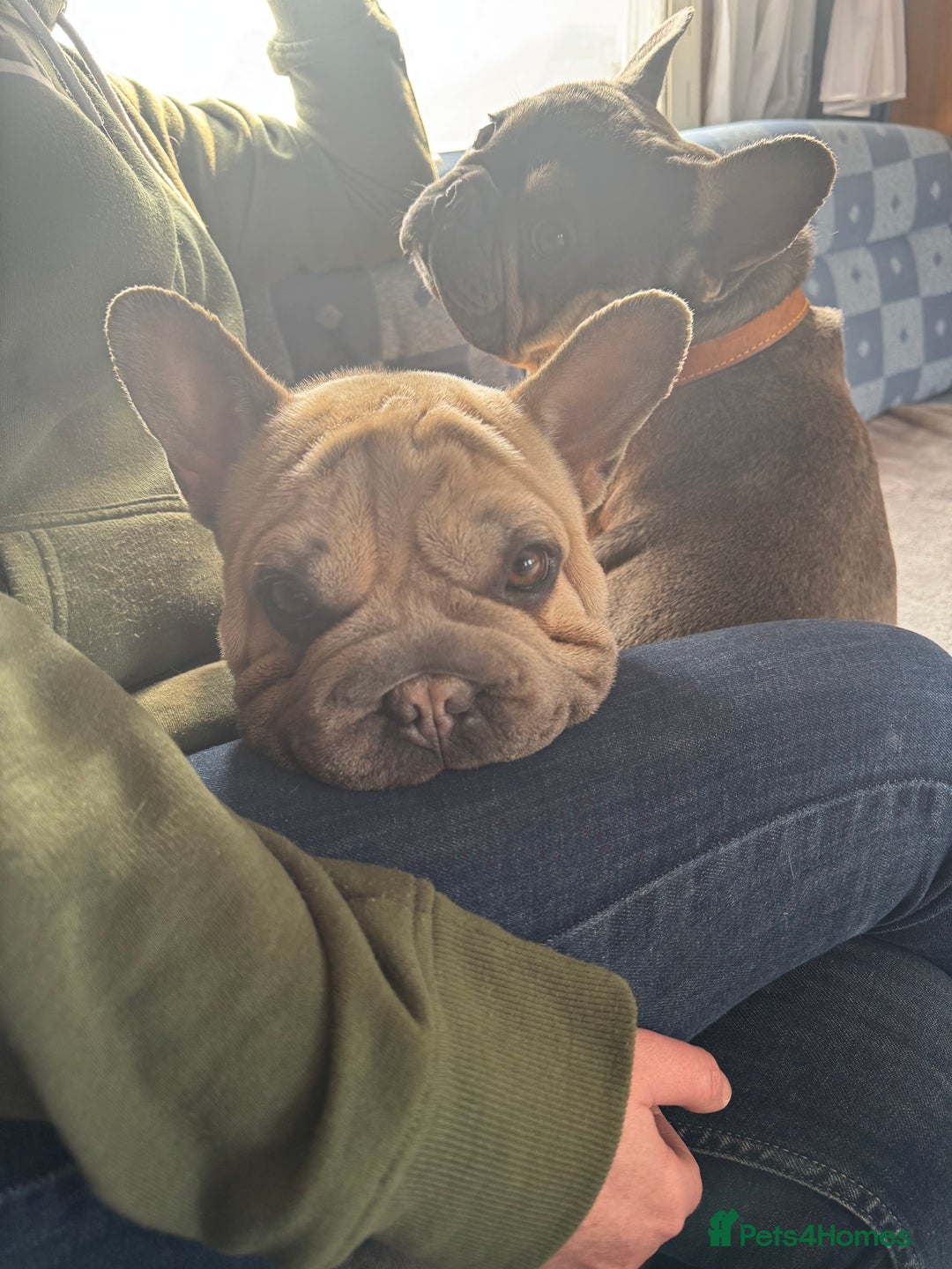 French Bulldog dogs for sale: 2 French Bulldogs (brothers) - Image 4