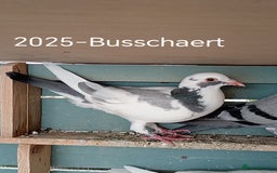 Pigeons birds for sale: Top Racers - Image 7