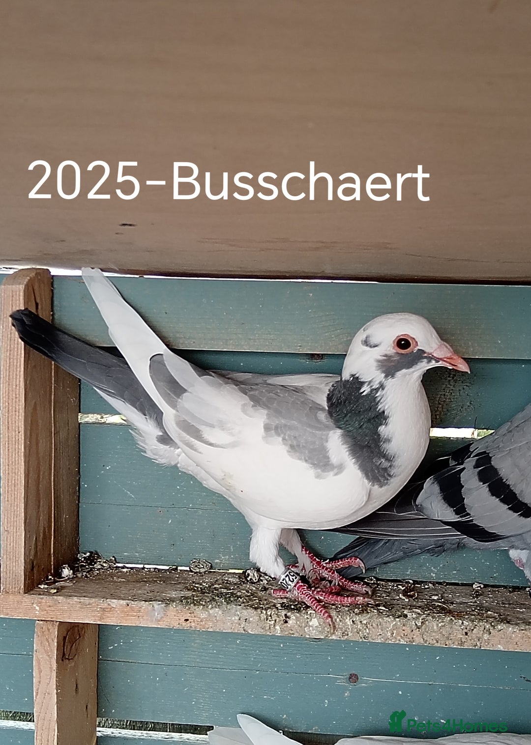 Pigeons birds for sale: Top Racers - Image 7
