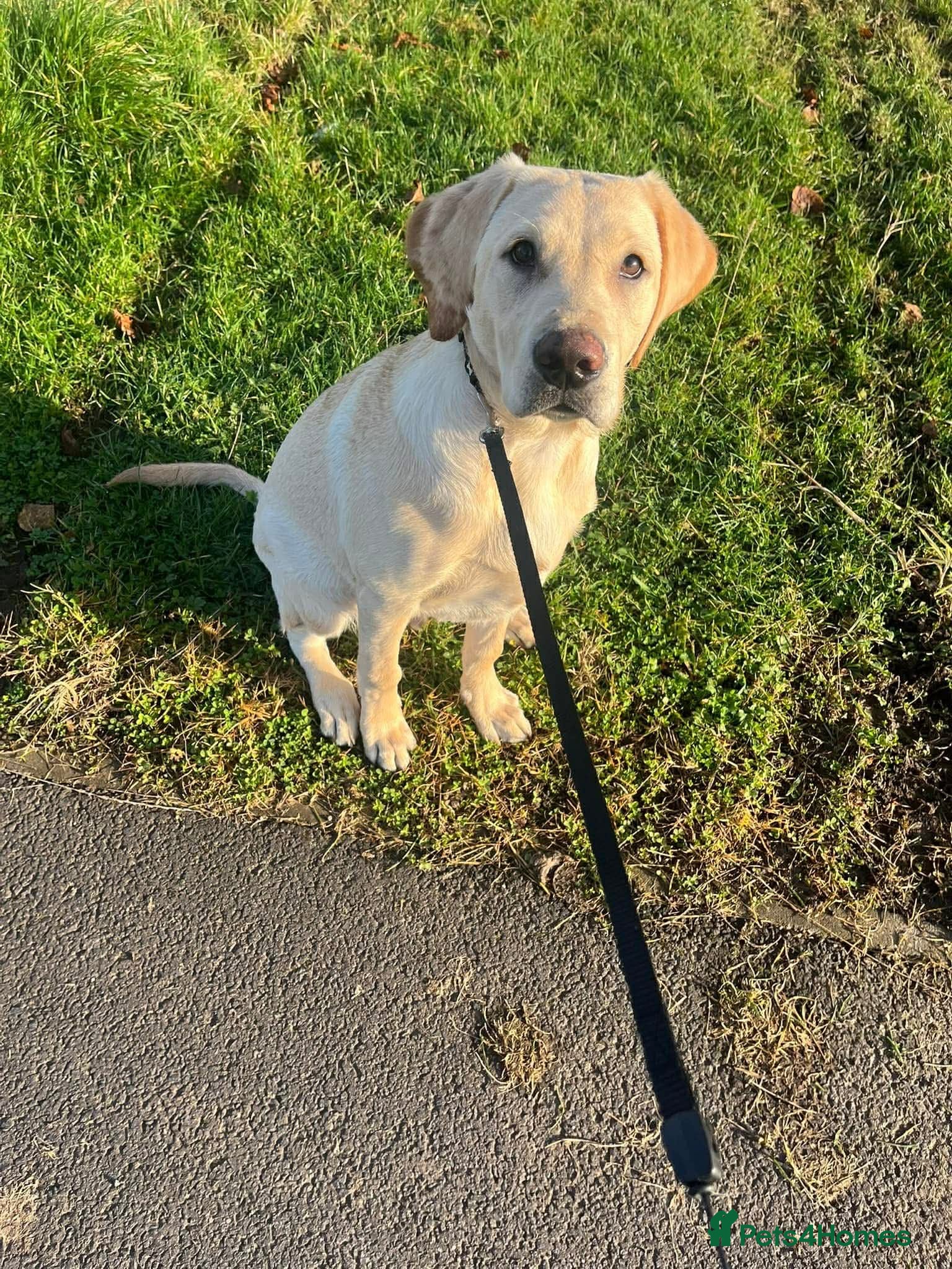Labrador Retriever dogs Full breed golden Labrador  - Advert 4