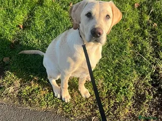 Labrador Retriever dogs Full breed golden Labrador - Advert 10