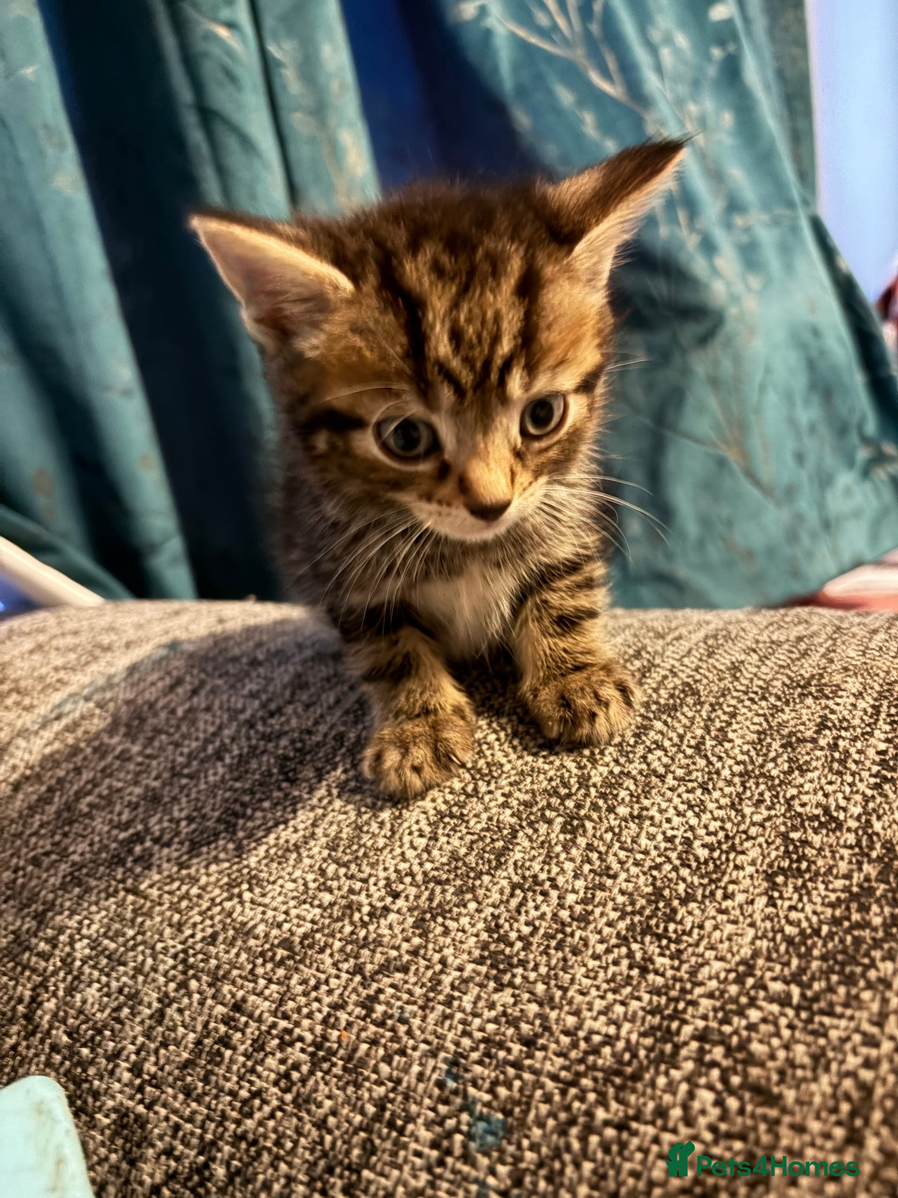 Mixed Breed cats Beautiful boy tabby kitten  - Advert 4