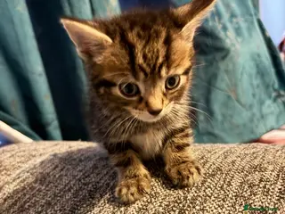 Mixed Breed cats Beautiful boy tabby kitten - Advert 4