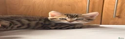 Mixed Breed cats for sale: BENGAL X DSH X BSH ADORABLE FLUFFY KITTEN - Advert 11