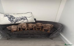 Miniature Dachshund dogs for sale: Beautiful mini dashys 💜 - Image 12
