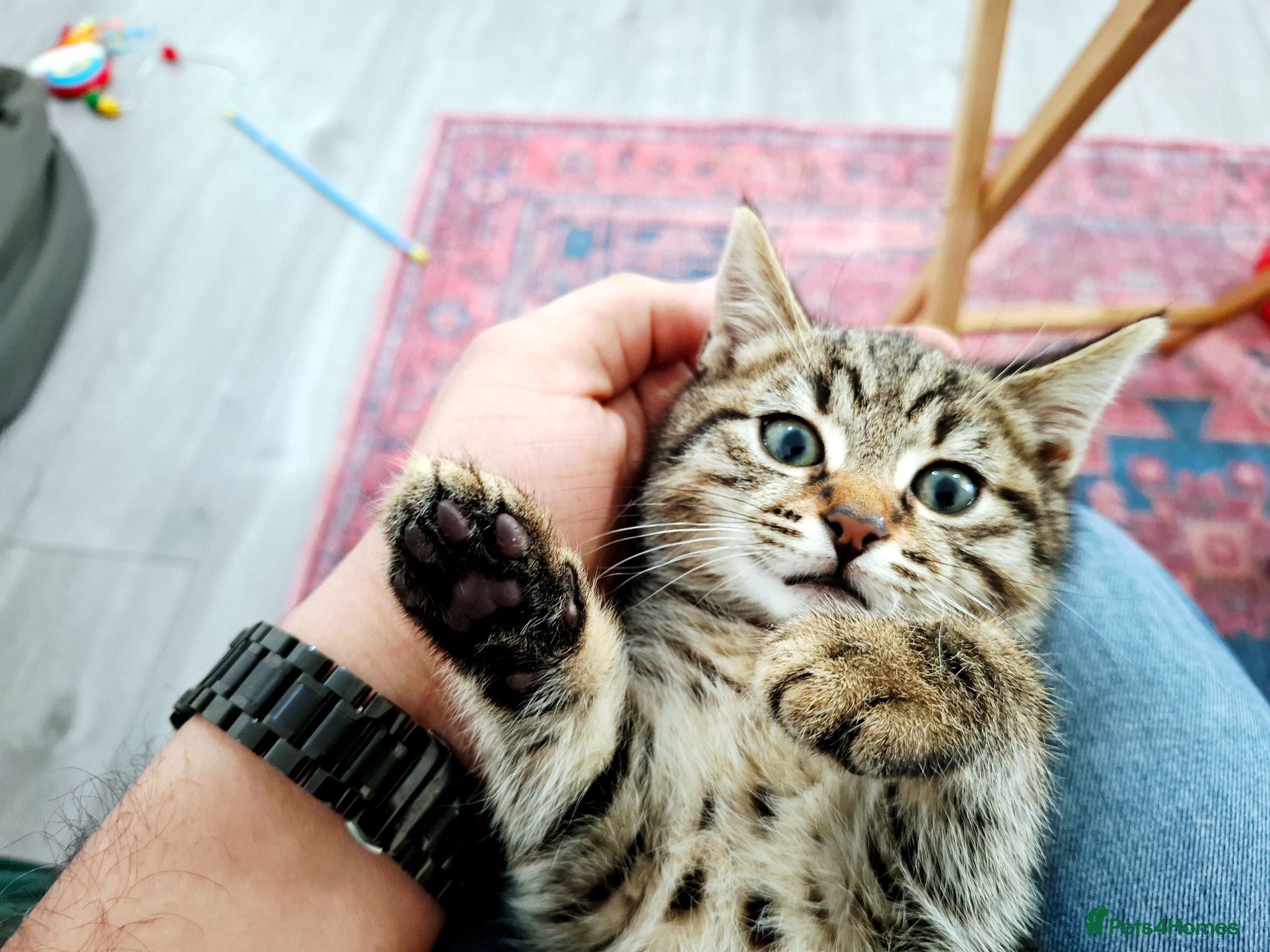 British Shorthair cats Kitten - Advert 1