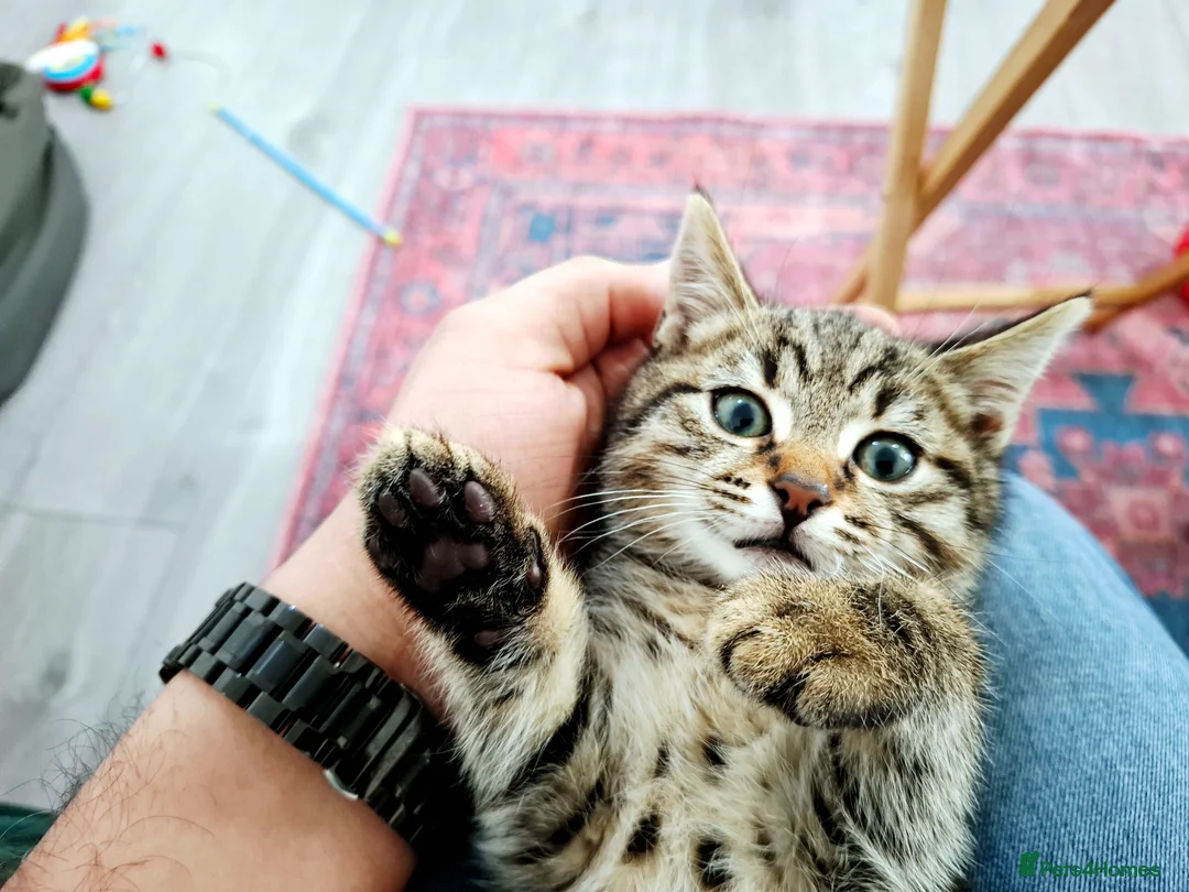 British Shorthair cats for sale: Kitten - Advert 1