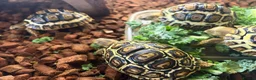 Tortoise reptiles for sale: Leopard Tortoise babies Standard/ rare High Whites - Advert 4