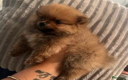 Pomeranian dogs for sale: Pom puppies - Image 1