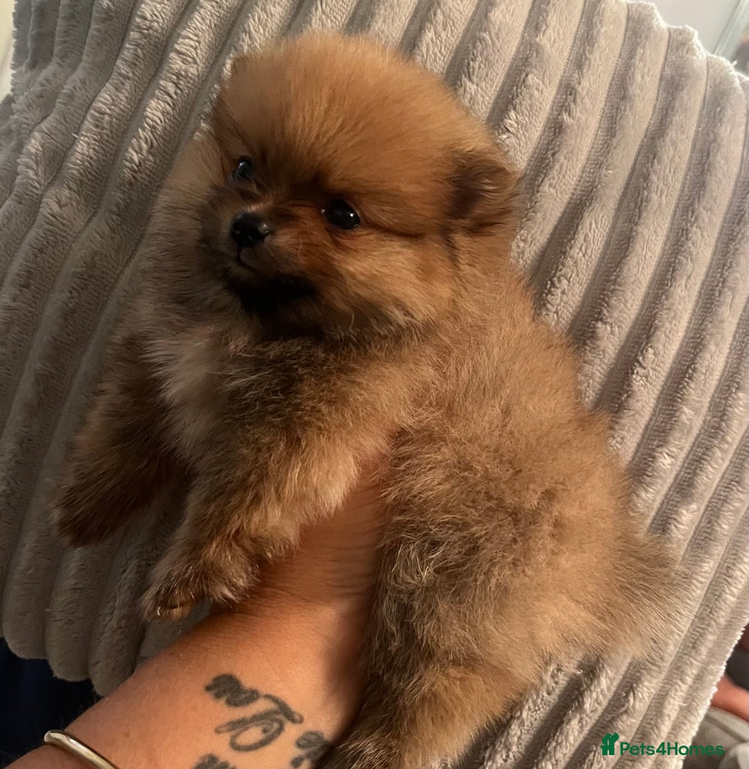 Pomeranian dogs for sale: Pom puppies - Image 1