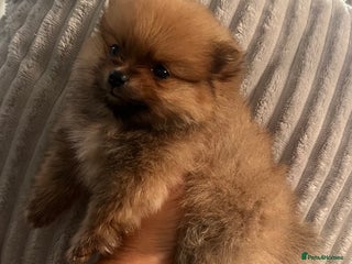 Pomeranian dogs - Advert 22