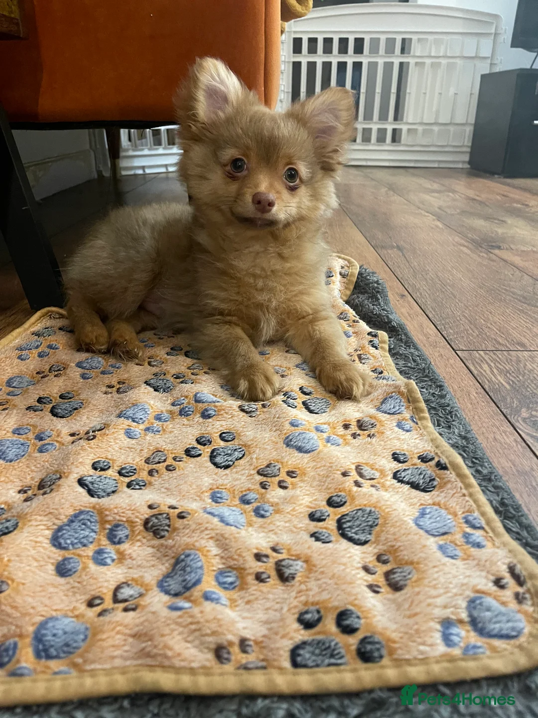 Pomchi dogs for sale: Ready Now☺️3 Pomerinian/Pomchi Puppies❤️ - Advert 11