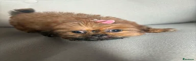 Shih Tzu 2