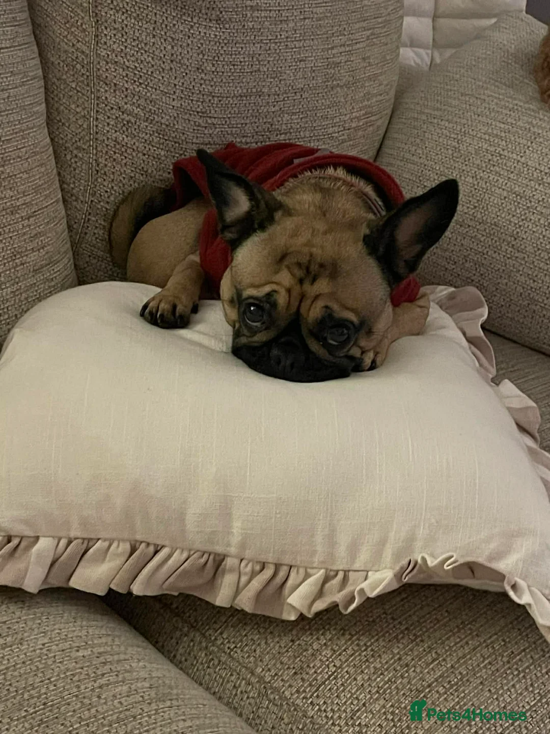 Frug dogs for sale: Frenchie  in Pontefract - Advert 2