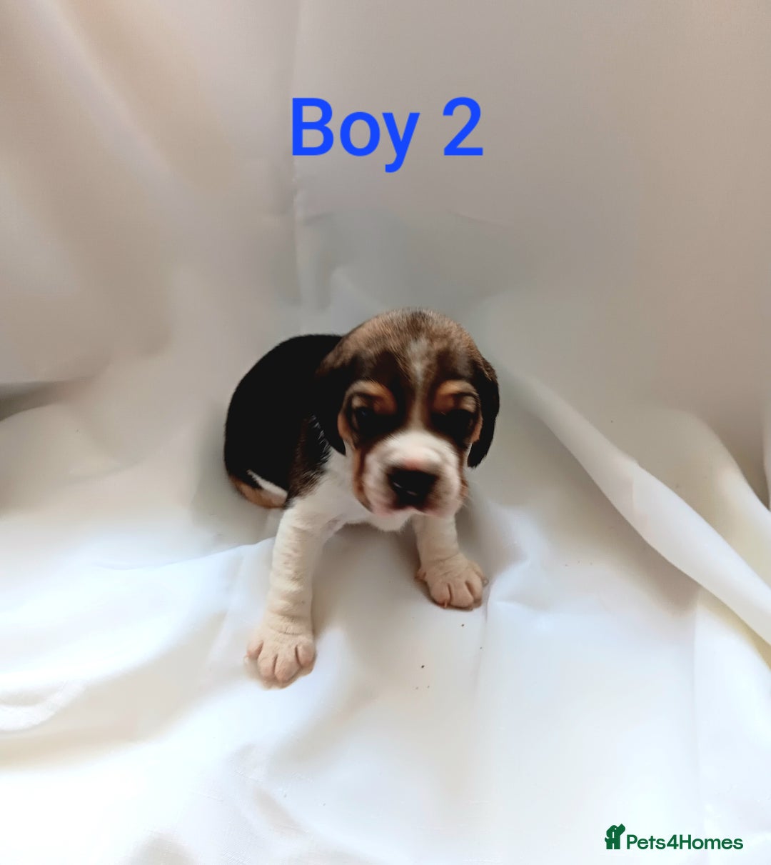 Beagle dogs for sale: Beautiful puppies Available - Image 9