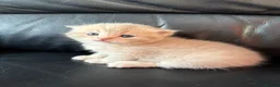 British Shorthair cats for sale: British shorthair kittens for sale - Advert 7