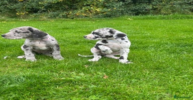 Great Dane dogs - Advert 11