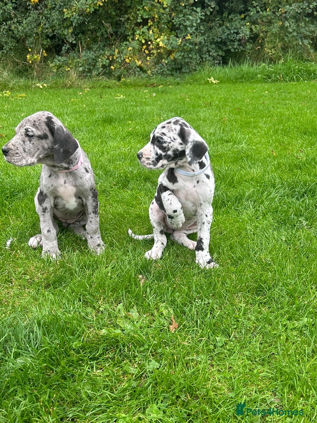 Great Dane dogs for sale: Outstanding litter of Great Danes  - Image 3