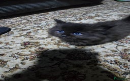 Ragdoll cats for sale: Ragdoll Kittens For Sale - Image 17