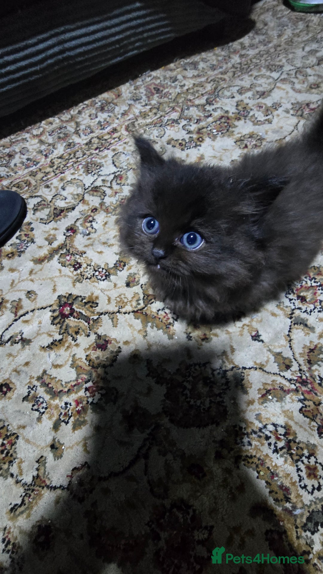 Ragdoll cats for sale: Ragdoll Kittens For Sale - Image 17