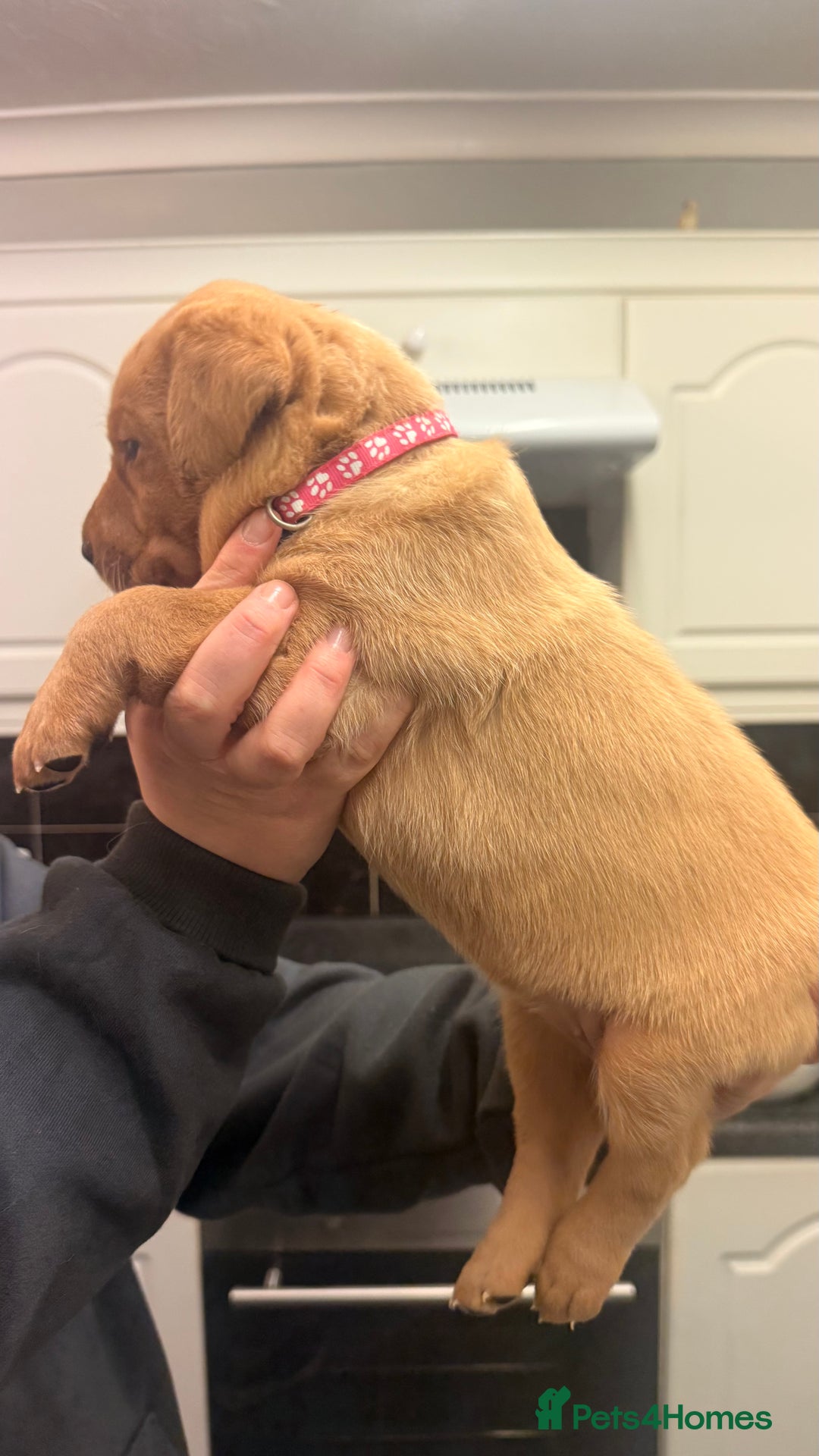 Labrador Retriever dogs for sale: KC Registered Labrador Retriever Bitch Puppy✨ - Advert 2