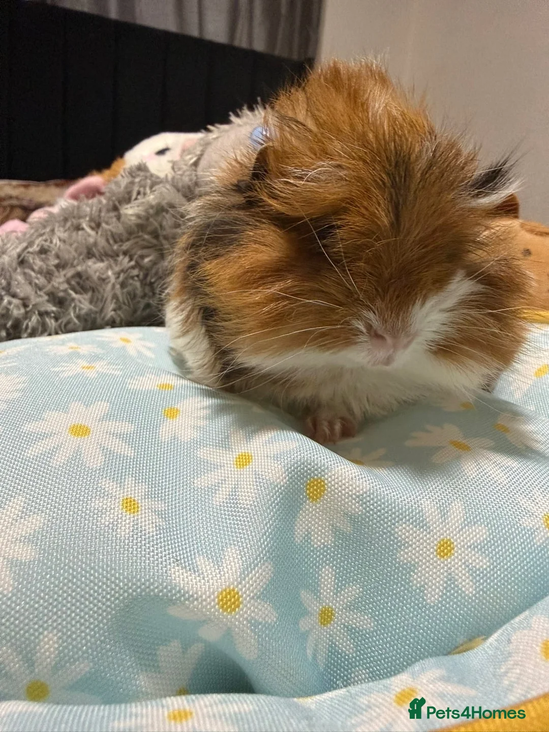 Guinea Pig rodents for sale: Baby guinea pigs  - Advert 1