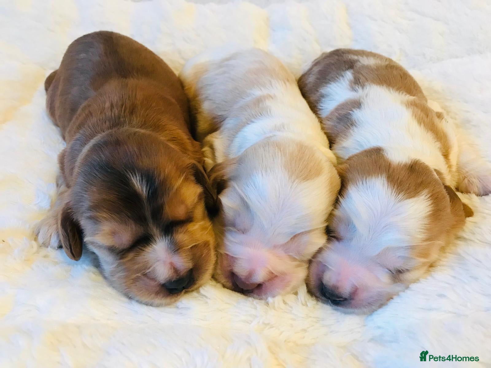 Cocker Spaniel dogs KC Reg,Health Tested, Show Cocker Spaniel Puppies  - Advert 10