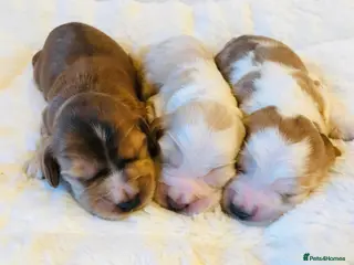 Cocker Spaniel dogs KC Reg,Health Tested, Show Cocker Spaniel Puppies - Advert 5