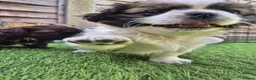 Shih Tzu dogs for sale: Shih-tzu pups  - Advert 10