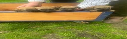 Border Terrier dogs for sale: Delightful Border Puppies - Advert 2