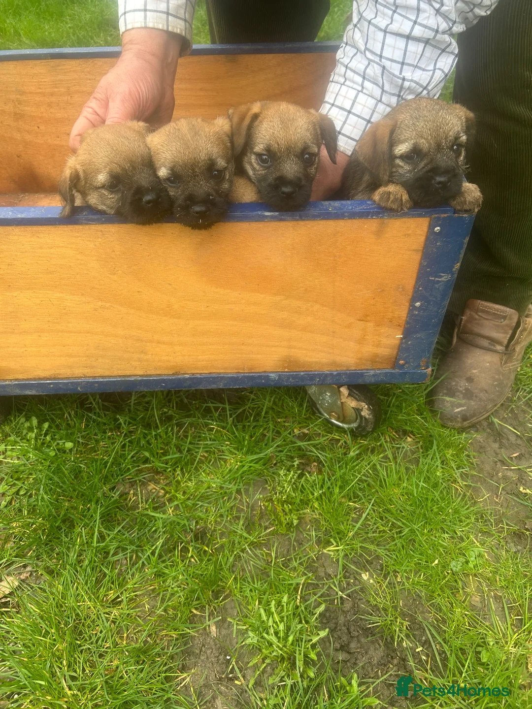 Border Terrier dogs for sale: Delightful Border Puppies - Advert 2