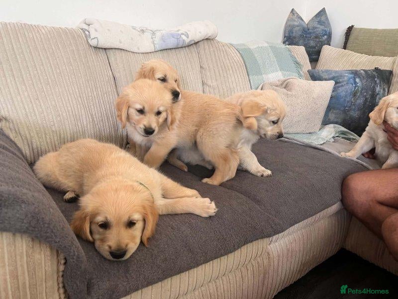 Golden Retriever dogs Beautiful Golden Retriever puppy - Advert 1