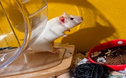 Hamster rodents for sale: Female Syrian Hamster for Adoption  - Image 3