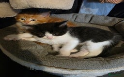 Maine Coon cats for sale: Polydactyl mainecoon/ragdoll 1 male left  - Image 7
