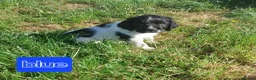 English Springer Spaniel dogs for sale: Fully health tested working springer spaniels  in Buckingham - Advert 6