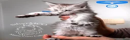 Maine Coon cats for sale: 💚Stunning XL TICA-registered Maine Coon Kittens  - Advert 20