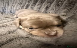 Mixed Breed dogs for sale: Frenchie cross puppy’s (80% frenchie) - Advert 17